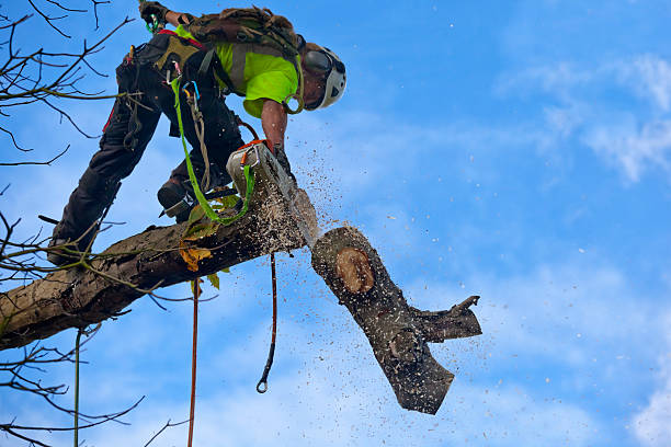 Best Arborist Consultation Services  in Herculaneum, MO
